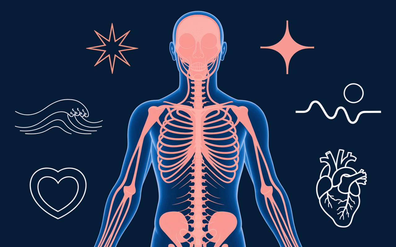 Silhouette avec système nerveux et muscles illustrant les bienfaits